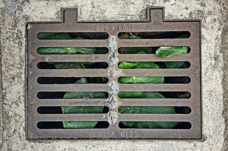 下水道裡的驚奇世界：讓你大開眼界